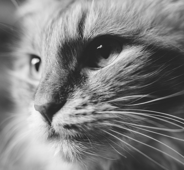 cat face art black and white - Photo, Image