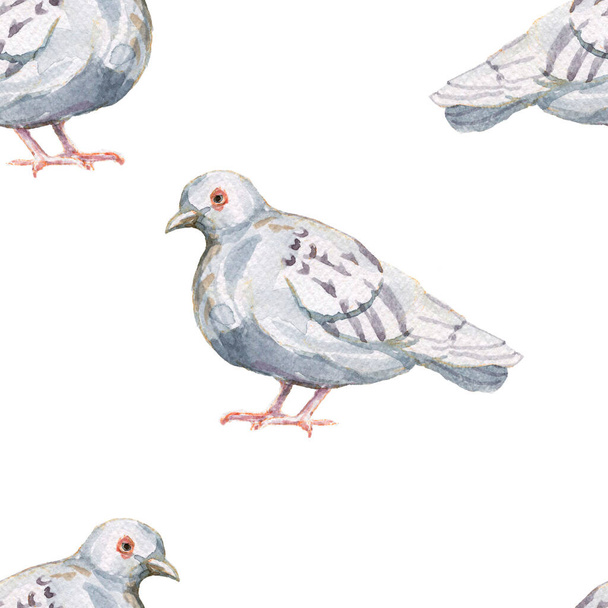 Pigeon oiseaux dessiné à la main aquarelle ensemble parc ville animaux plumes ailes environnement - Photo, image
