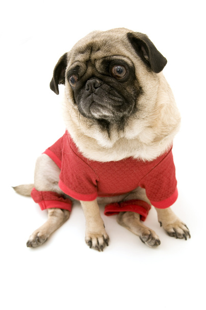 Pug vestido con traje de Navidad
 - Foto, Imagen