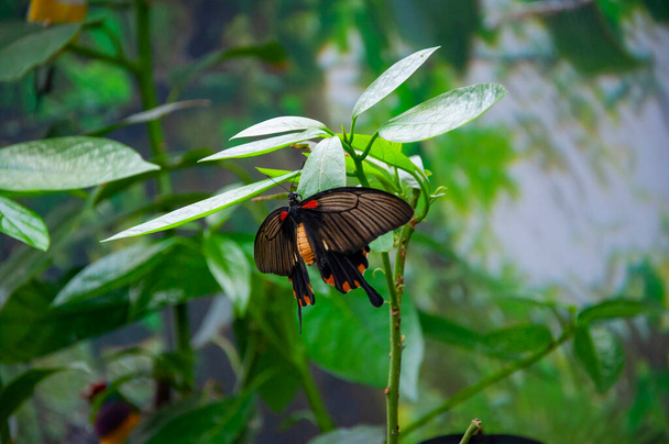 Exotic rare butterfly. Large butterfly in exotic nature. Tropical jungle butterflies in summer. Butterfly insect. Rare and exotic. Wildlife nature. Summer insect. Papilio memnon. - Photo, Image