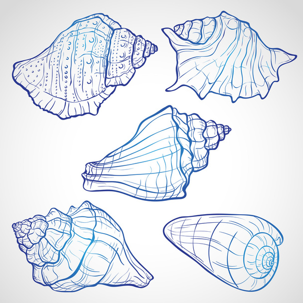 Hand drawn seashells - Vector, Image