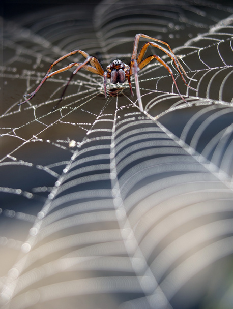 Aranha na teia de aranha
 - Foto, Imagem
