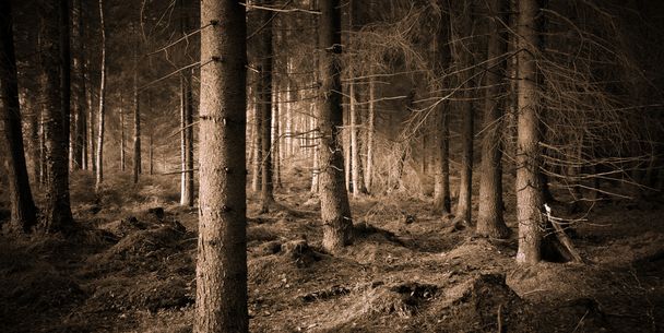 Spooky forest - Photo, Image