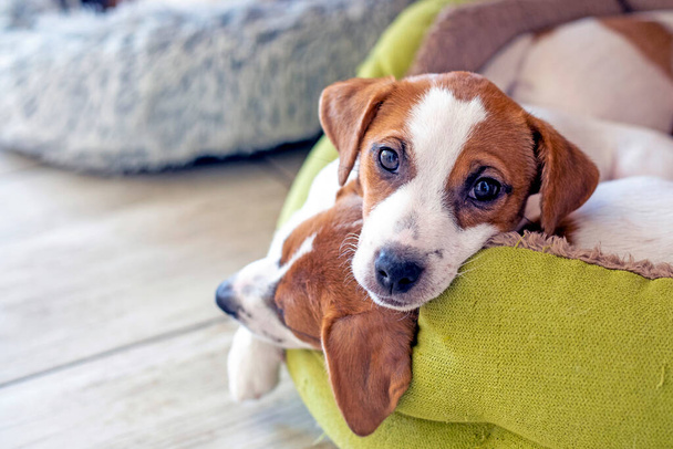 Güzel Jack Russell teriyerleri evdeki yataklarında yatıyorlar. Yavru köpeklerin bakımı ve bakımı - Fotoğraf, Görsel