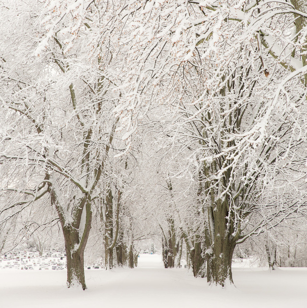 Trees on a snowy day . - Фото, изображение