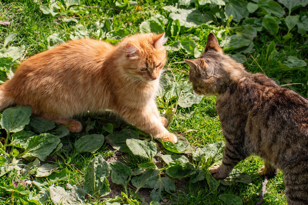 Due gatti si stanno combattendo. Gatto giallo contro grigio. Aggressione - Foto, immagini