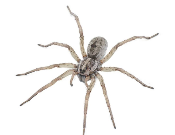 Grande araignée loup - Hogna lenta - face à la caméra, détail extrême partout, vue du motif, les cheveux yeux, l'abdomen. découpage isolé sur fond blanc, vue de profil du côté supérieur - Photo, image