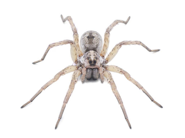 Large female wolf spider - Hogna lenta - facing camera,  extreme detail throughout, view of pattern, hairs eyes, abdomen. isolated cutout on white background, top front profile view - Photo, Image