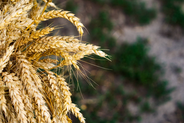 Uszy pszenicy w centrum uwagi, reprezentacja rolnictwa, rolnictwa i przemysłu żywności ekologicznej. - Zdjęcie, obraz