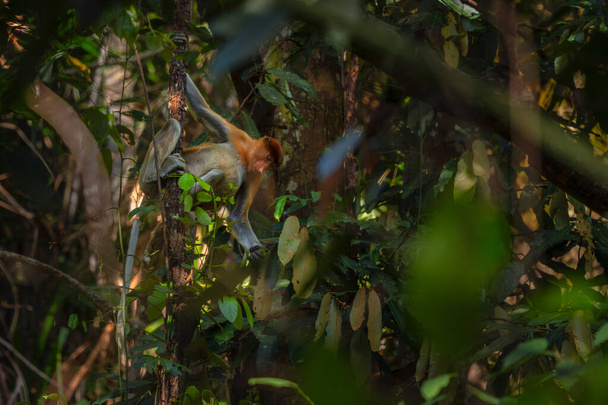 Proboscis Monkey - Nasalis larvatus, prachtige unieke primaat met grote neus endemisch aan mangrove bossen van het zuid-oost Aziatische eiland Borneo. - Foto, afbeelding