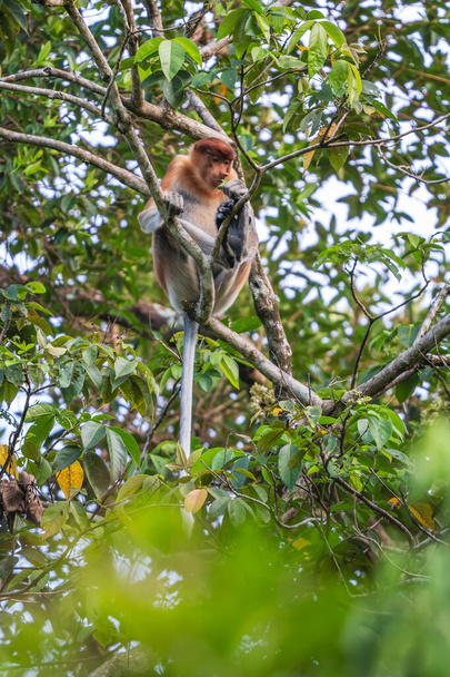 Proboscis Monkey - Nasalis larvatus, gyönyörű egyedi főemlős nagy orral endemikus mangrove erdők a délkelet-ázsiai sziget Borneo. - Fotó, kép