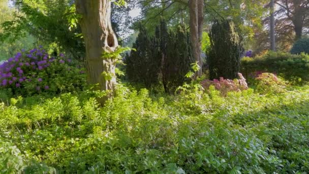 Ein Garten mit einem Weg und einem Baum mit einem Loch darin - Filmmaterial, Video