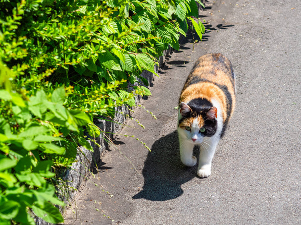 Calico cat walking on a sunny path with colorful fur patches, green hedge background. - Photo, Image