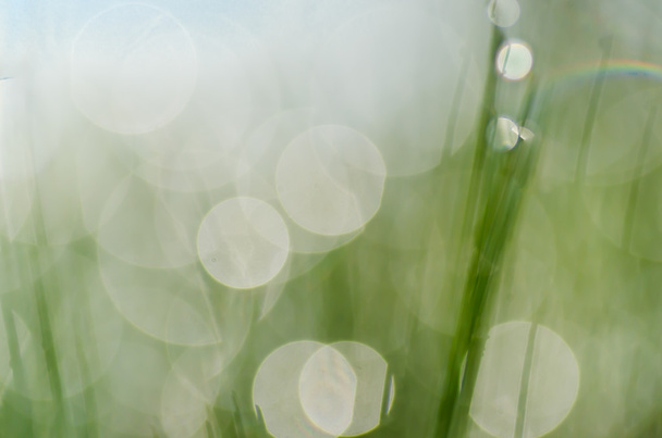 taze bahar çimen seçici odak  - Fotoğraf, Görsel