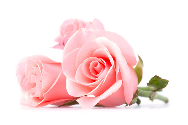 rózsaszín rózsa virág fehér háttér - Fotó, kép