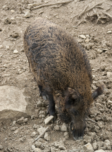 Wild boar in stony back - Φωτογραφία, εικόνα