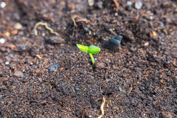 Close-up view of planted cucumber seedlings in a greenhouse. - Photo, Image