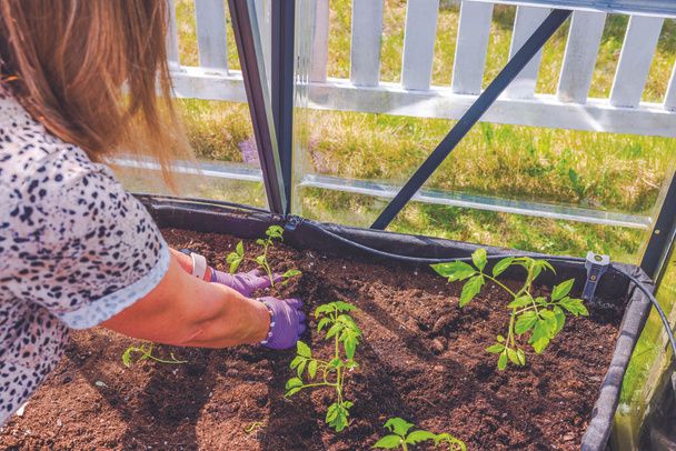 Zbliżenie widok kobiety ogrodniczej, sadzenie młodych roślin pomidora w glebie wypełnione podniesione łóżko wewnątrz szklarni. Szwecja. - Zdjęcie, obraz