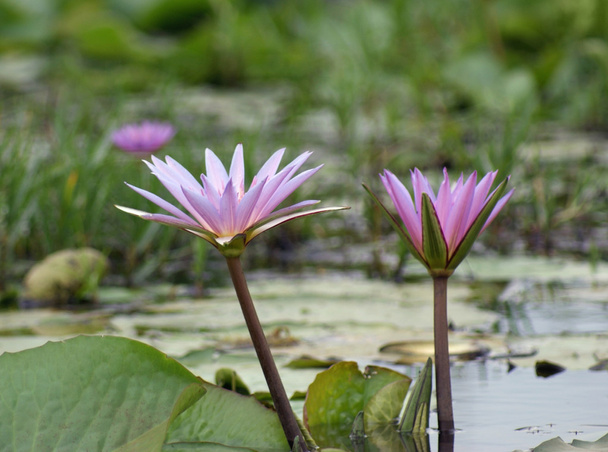 Water Lily at Lake Victoria - Photo, Image