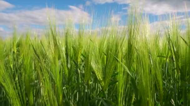 Spikelets of green rye in a field. Growing rye plants. Agro industry. 4k footage. - Footage, Video