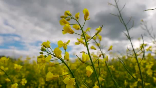 Rapeseed plant close-up. Cultivation of rapeseed. Rape on the field. 4k video. - Footage, Video