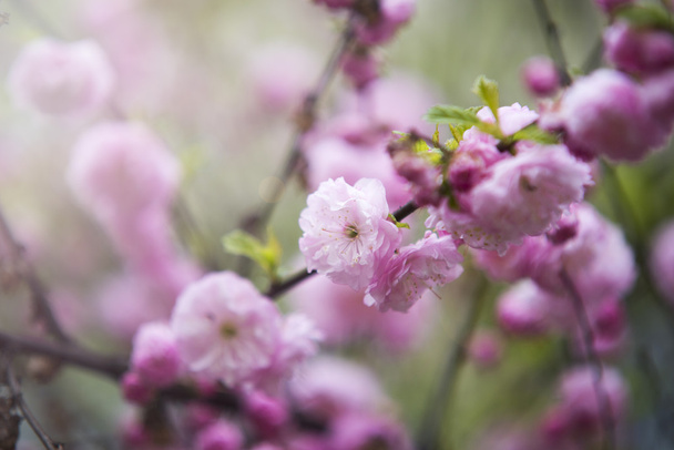 peach flowers - Фото, изображение