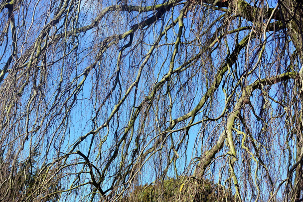 Under the willow tree - Photo, Image