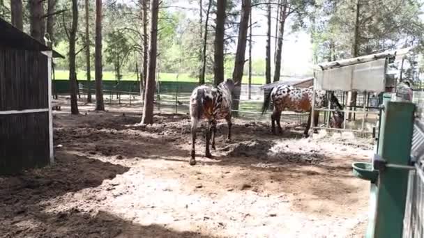 Dva koně, domácí zvířata, stojí v oploceném prostoru na farmě a nevykazují žádnou jinou pozoruhodnou aktivitu než nehybnost.. - Záběry, video