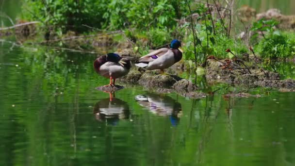 Les canards dorment, nettoient leurs plumes, mangent des algues. Les canards sont magnifiquement reflétés dans l'eau. Une famille de canards, oies nage dans un canal d'eau, rivière, lac. - Séquence, vidéo