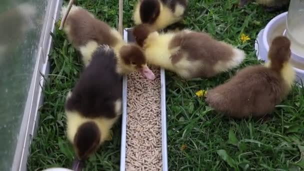 A group of baby ducks, filmed on a farm, pets, can be seen eagerly eating from a bowl in this video. The adorable ducklings peck at the food, showcasing their natural feeding behavior. - Footage, Video