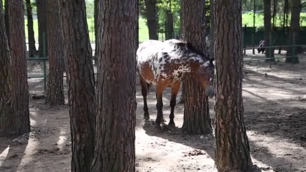 Egy lovat látnak nyugodtan állni egy erdős terület közepén egy farmon, fákkal és növényekkel körülvéve.. - Felvétel, videó