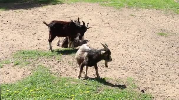Две козы, сельскохозяйственные животные, стоят на грязном поле. Козы неподвижны, наблюдают за своим окружением. Это домашние питомцы в фермерских условиях. - Кадры, видео
