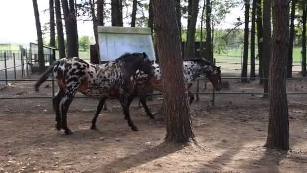 Δύο spotted άλογα, ένα κοινό κατοικίδιο ζώο αγρόκτημα, φαίνεται να στέκεται σε ένα ξύλινο στυλό που περιβάλλεται από δέντρα σε ένα αγροτικό περιβάλλον. - Πλάνα, βίντεο
