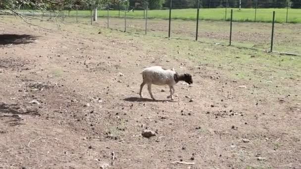 Een schaap wordt gevangen genomen in een zandveld naast een hek op een boerderij. De schapen kijken om zich heen en knabbelen op het gras in zijn leefruimte. - Video
