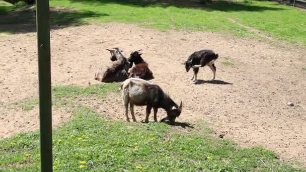 Grupa kóz, zwierząt domowych typowo spotykanych w gospodarstwach, znajduje się wewnątrz ogrodu zoologicznego. Współdziałają ze sobą, pasą się i badają swoje otoczenie.. - Materiał filmowy, wideo