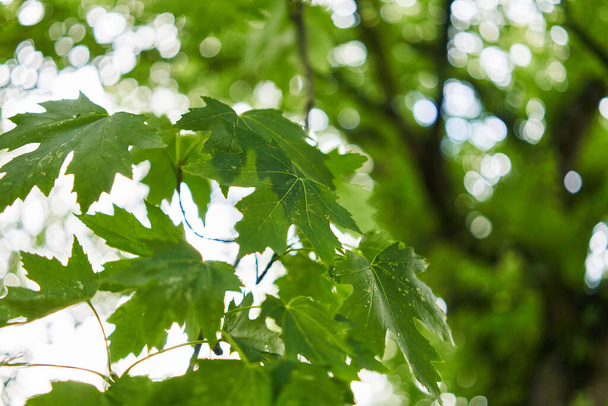 Close-up of vibrant green maple leaves with soft bokeh in a tranquil forest - Photo, Image