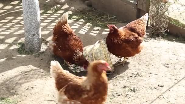 Egy csapat csirke egy farmon összegyűlt egy vödör körül, csipegetve a takarmányt odabent. A csirkék különböző színűek és méretűek, tipikus viselkedést mutatnak etetés közben. - Felvétel, videó