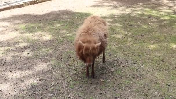 In de dierentuin staat een bruin schaap, omringd door hekken en andere dieren. Het schaap observeert rustig zijn omgeving, soms grazend op het gras. - Video