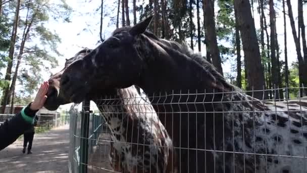 Twee paarden, huisdieren op een boerderij, staan naast elkaar in een omheind gebied. De paarden zijn kalm en nog steeds, tonen hun vreedzame coëxistentie. - Video