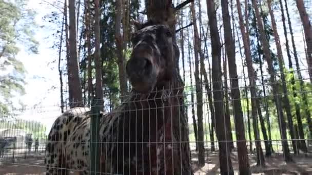 Een paard staat achter een houten hek in een bosrijk gebied. Het paard is rustig en rustig, omgeven door bomen en groen. - Video
