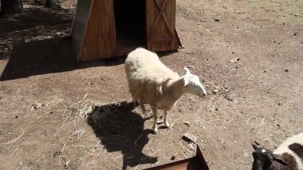 Две домашние овцы стоят перед фермерским сараем. Животные спокойно наблюдают за своим окружением, демонстрируя типичное поведение для домашних животных.. - Кадры, видео