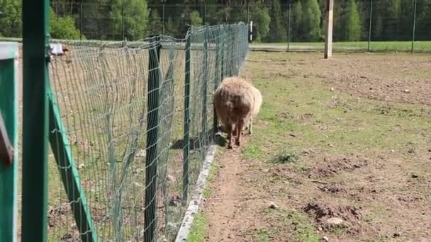 Een lama staat naast een hek in een veld op een boerderij. De lama observeert rustig zijn omgeving, met de achtergrond van een heldere hemel en groen gras. - Video