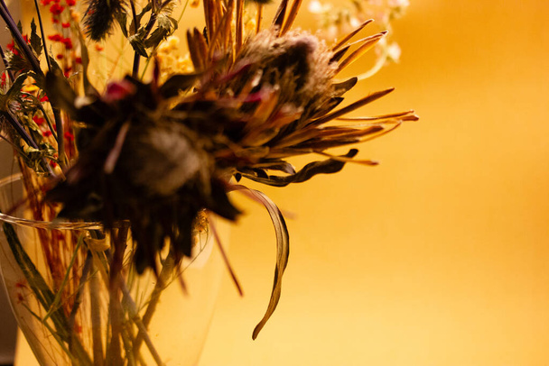 Plantas exóticas secas con flores inusuales. Ramo de flor de protea de almohadilla de naranja seca sobre un fondo beige con espacio para el texto. Composición floral - Foto, imagen