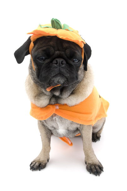 Pumpkin Pug - Photo, Image