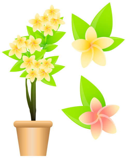 Tropical flowers plumeria isolated on white background. Vector illustration - Vector, Image