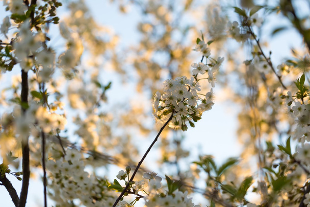 schöne Blumen des Kirschbaums - Foto, Bild