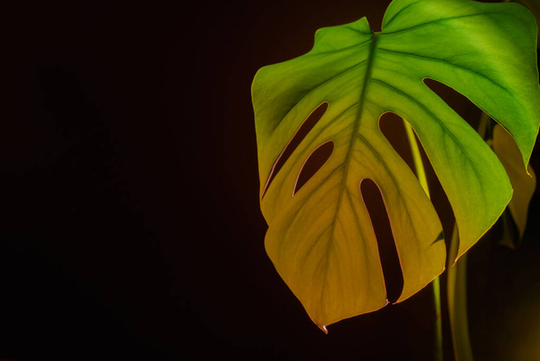 Vnitřní zahrada zdravý prostor biofilie design. Monstera house plant with sunset lamp light. Kreativní minimalistický prostor pro kopírování šablony návrhu textu - Fotografie, Obrázek
