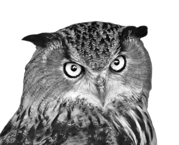 Black and white isolated portrait of a screech owl. - Zdjęcie, obraz