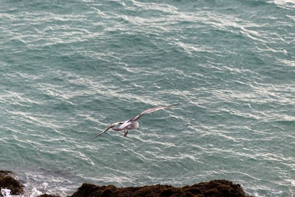 Чайка летит в море - Фото, изображение