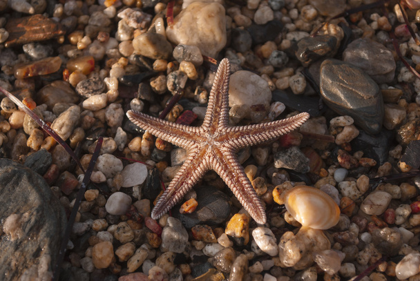 Brown starfish on a sand beach - Photo, Image